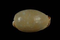 藏品(梨皮寶螺)的圖片